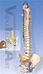 Deluxe Flexible Spine Model with brain stem and opened sacrum